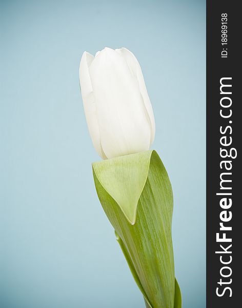 White tulip on blue background