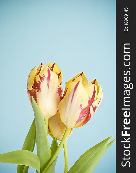 Red-yellow tulips on blue background