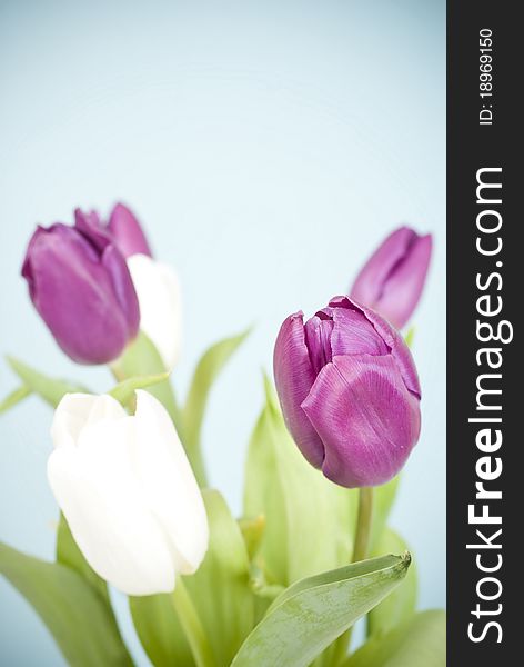Purple adn white tulips on blue background