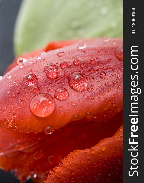 Water drops on tulip petal close-up background