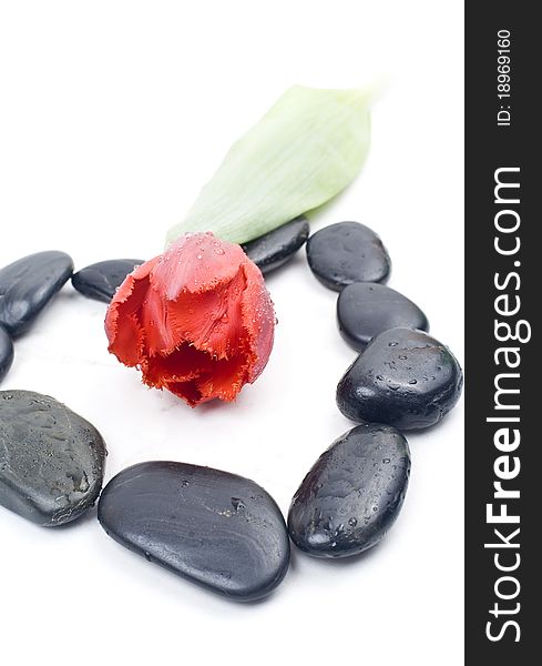 Red tulip with zen stones isolated on white