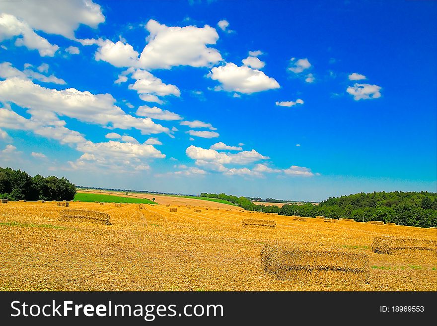 Freshly cut and rolled Hay Bales lay on a field