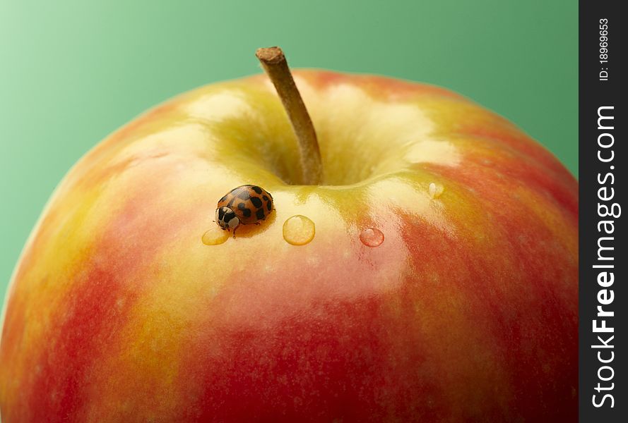 red apple with ladybug and drops of water