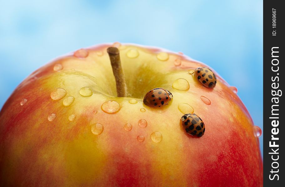 Red apple with ladybug and drops of water