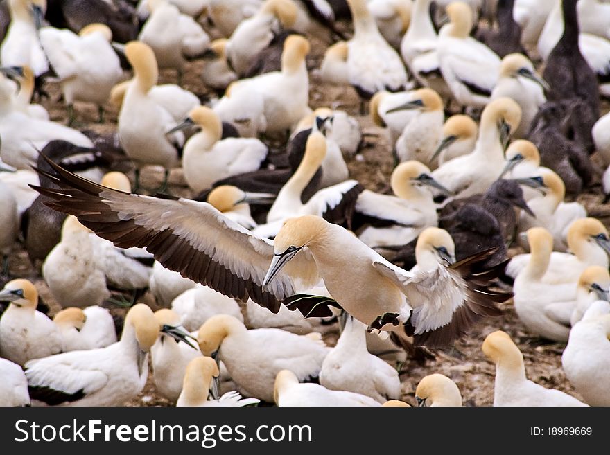 Cape Gannet attempts to find a landing spot in the colony