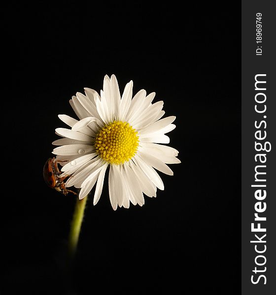 Daisy with ladybug on black background. Daisy with ladybug on black background