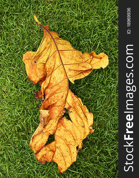 Dry yellow leaf fall down on green grass background. Dry yellow leaf fall down on green grass background