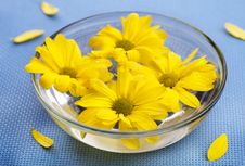 Yellow Daisies In Glass Bowl Royalty Free Stock Photo