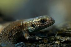 Portrait Of Lizard Royalty Free Stock Photography Portrait Of Lizard Royalty Free Stock Photography