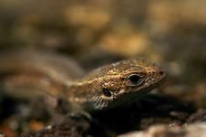 Portrait Of Lizard Royalty Free Stock Photography Portrait Of Lizard Royalty Free Stock Photography