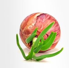 Vegetating Onion Stock Image Vegetating Onion Stock Image