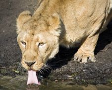 Lion Drinking Water Royalty Free Stock Image