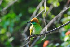 Sri Lankan Green Bee-Eater Perched On A Branch Royalty Free Stock Image Sri Lankan Green Bee-Eater Perched On A Branch Royalty Free Stock Image