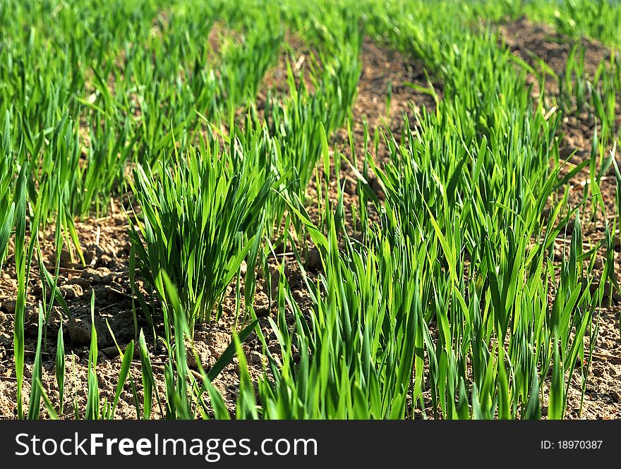 Wheat seedlings. Green juicy grass. Wheat seedlings. Green juicy grass.