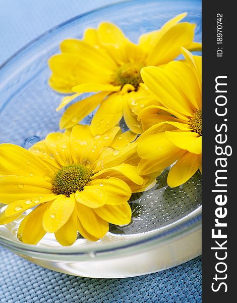 Yellow daisies in glass bowl on blue background