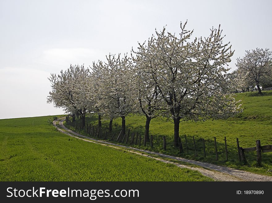 Footpath with cherry trees in Hagen, Lower Saxony, Germany, Europe. Footpath with cherry trees in Hagen, Lower Saxony, Germany, Europe