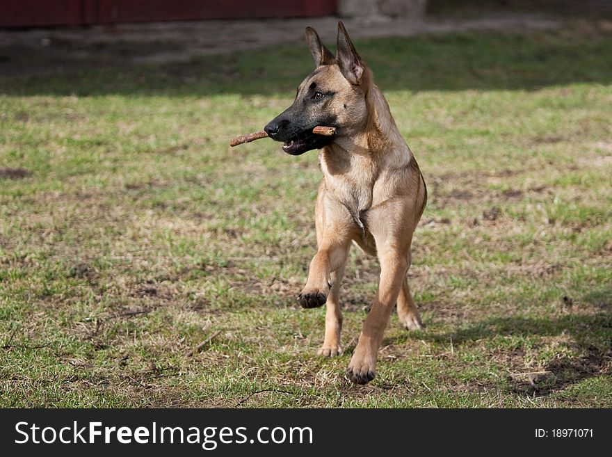 Running dog retrieving a stick