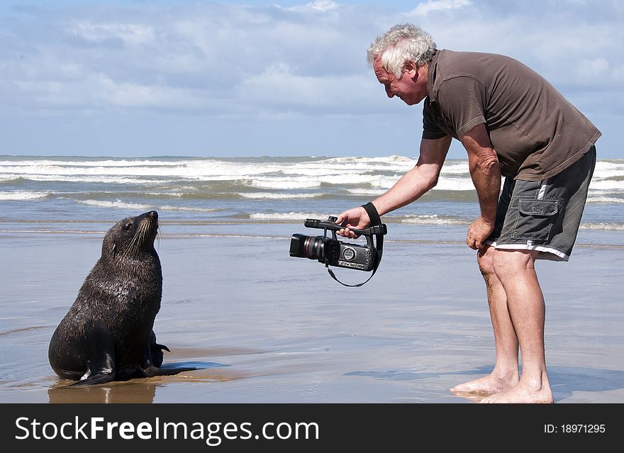 Man on Baylys beach on the west coast of the North Island of New Zealand. Holding a video camera and capturing a New Zealand Fur Seal. Man on Baylys beach on the west coast of the North Island of New Zealand. Holding a video camera and capturing a New Zealand Fur Seal
