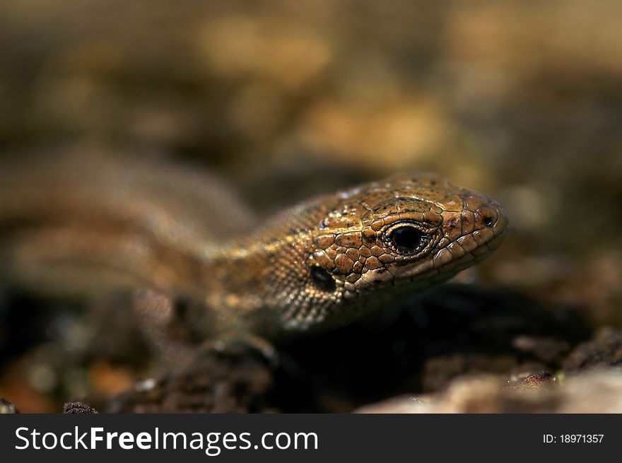 Portrait of lizard.Close-up of a watchful lizard in the sun.