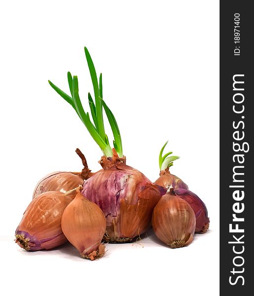 Seven onions, variety of sizes