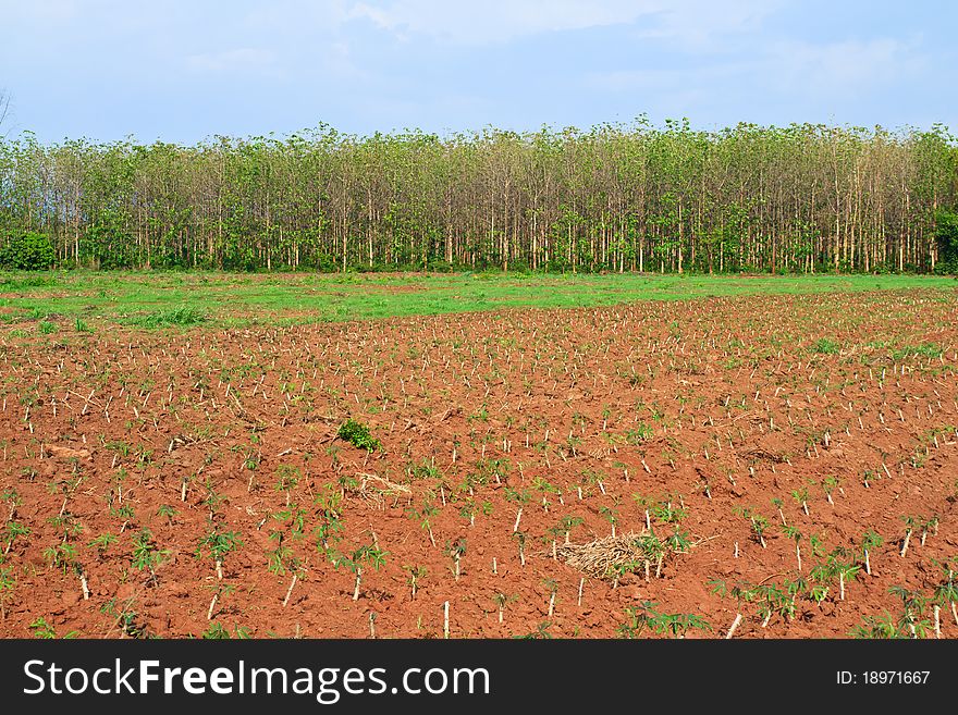 Cassava farm