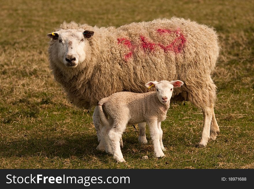 A sheep with her lamb, standing in a grassy field. A sheep with her lamb, standing in a grassy field