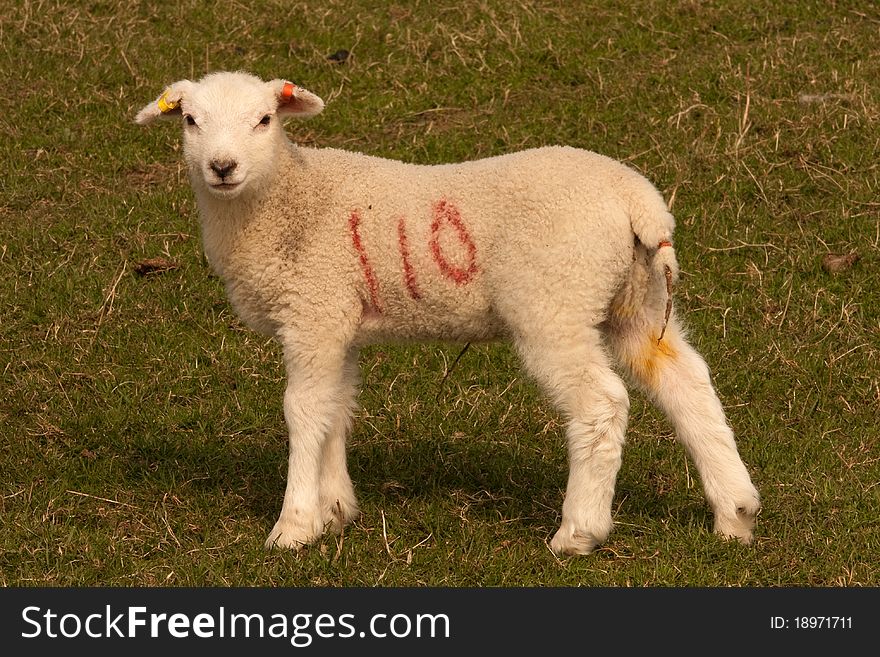 A young lamb standing in a grassy field in the English countryside. A young lamb standing in a grassy field in the English countryside