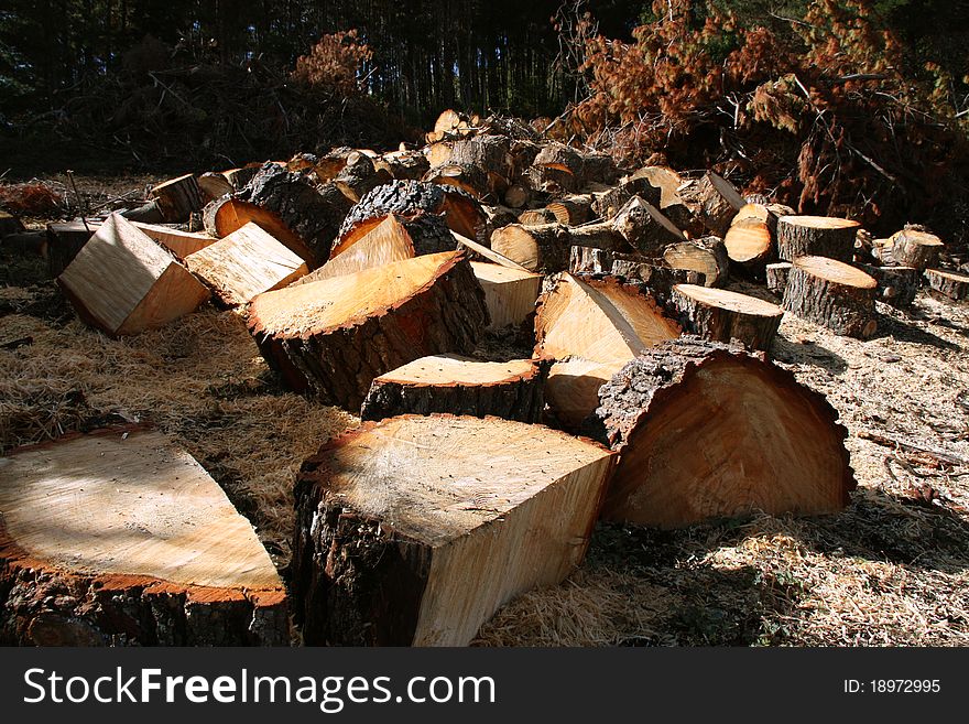 Rough cut slabs of pine wood, recently felled, piled atop each other. Pine trees and piles of branches in background. Rough cut slabs of pine wood, recently felled, piled atop each other. Pine trees and piles of branches in background.