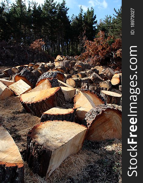 Rough cut slabs of pine wood, recently felled, piled atop each other. Pine trees in background. Rough cut slabs of pine wood, recently felled, piled atop each other. Pine trees in background.
