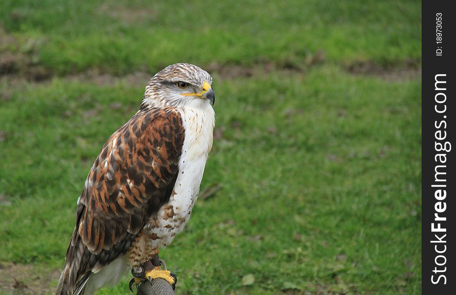 Ferruginous hawk looking around whilsts perched with a grass background.Space for copy text on the right. Ferruginous hawk looking around whilsts perched with a grass background.Space for copy text on the right