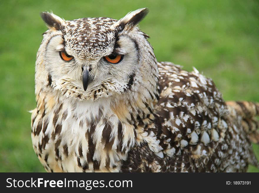 Eurasian owl perched with a grass background looking to left of the image. Eurasian owl perched with a grass background looking to left of the image