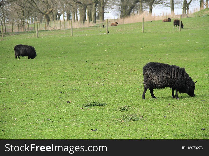 A few sheep are spred out over a green field grazing. A few sheep are spred out over a green field grazing.