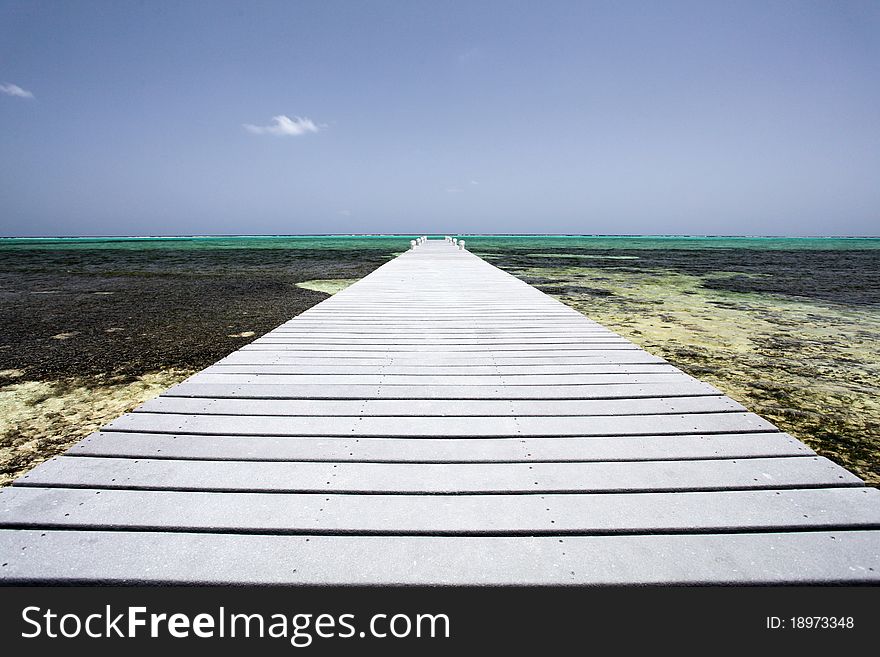 Caribbean Pierce Above Coral Reef