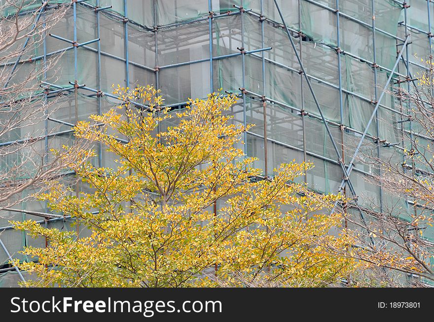 Plant with green and yellow leaf, and a unfinished constructing building covered by falsework and protection net, shown as shape and color comparing. Plant with green and yellow leaf, and a unfinished constructing building covered by falsework and protection net, shown as shape and color comparing.