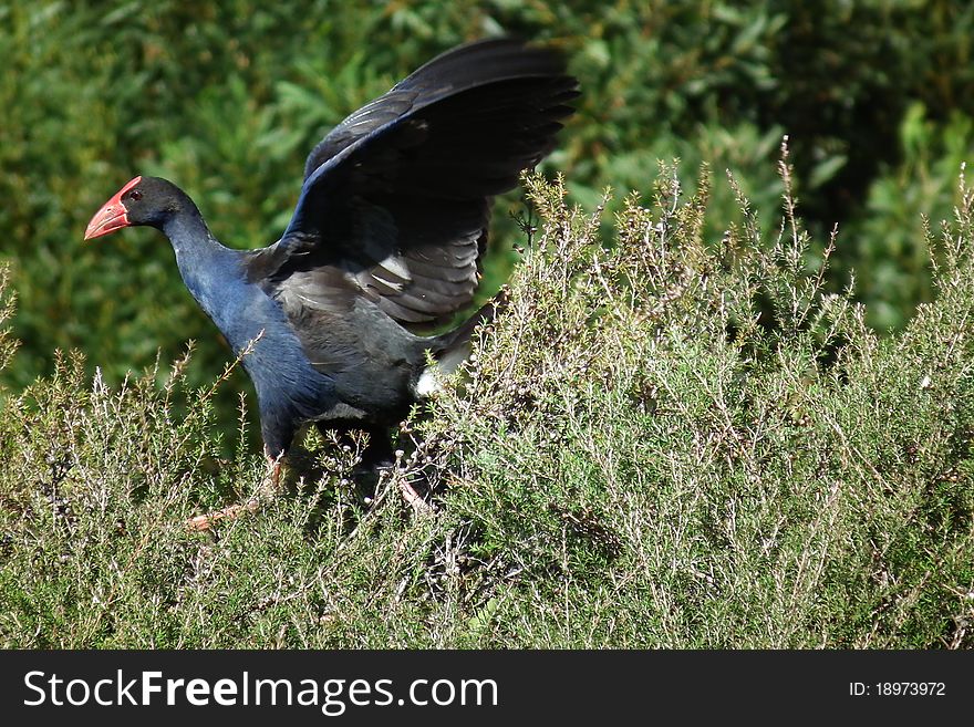 Native wetland bird of New Zealand flying out of bush. Native wetland bird of New Zealand flying out of bush