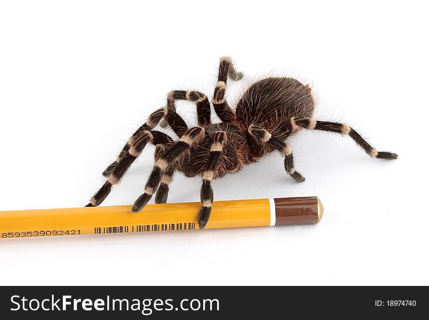 Yellow pencil and the spider. Yellow pencil and the spider