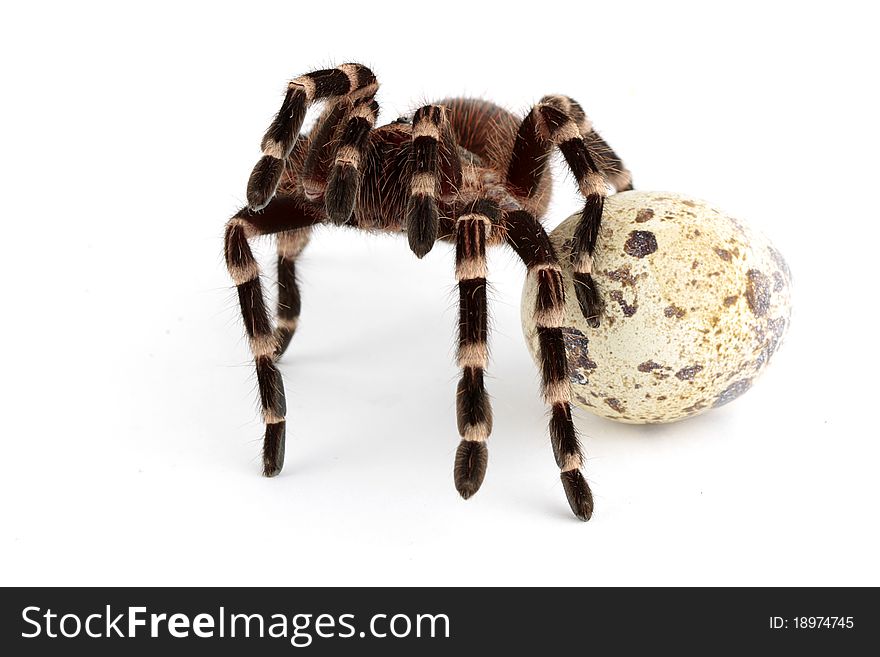 Egg And The Tarantula Spider