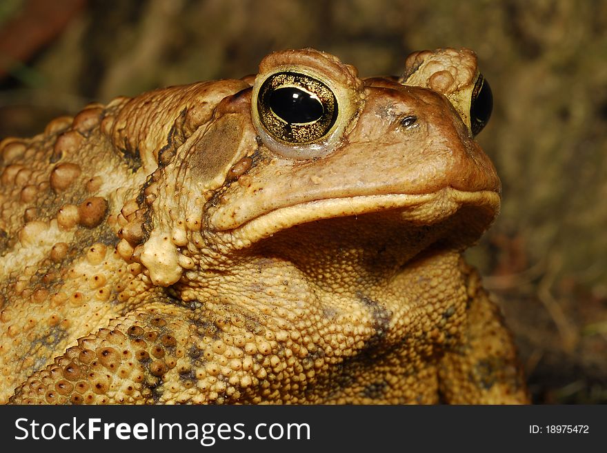 Macro shot of large toad eyes and facial features. Macro shot of large toad eyes and facial features