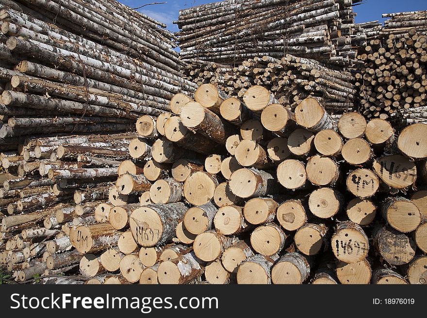 The storage of logs. Ready to transportation to the plant