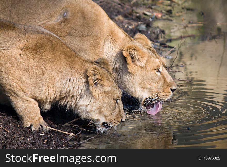 Two Lions enjoying while drinking water. Two Lions enjoying while drinking water