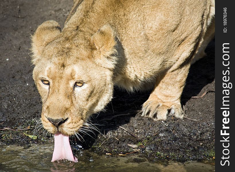 Lion enjoying while drinking water. Lion enjoying while drinking water