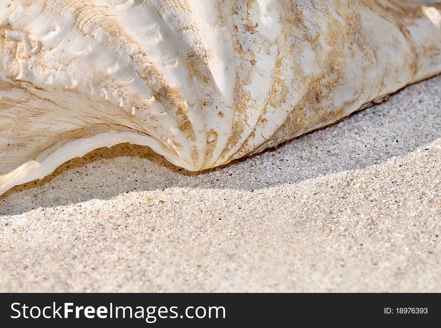View of part of a seashell landed on the sand. View of part of a seashell landed on the sand