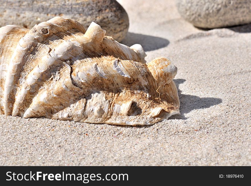 Seashell in the foreground on the sand and pebbles. Seashell in the foreground on the sand and pebbles