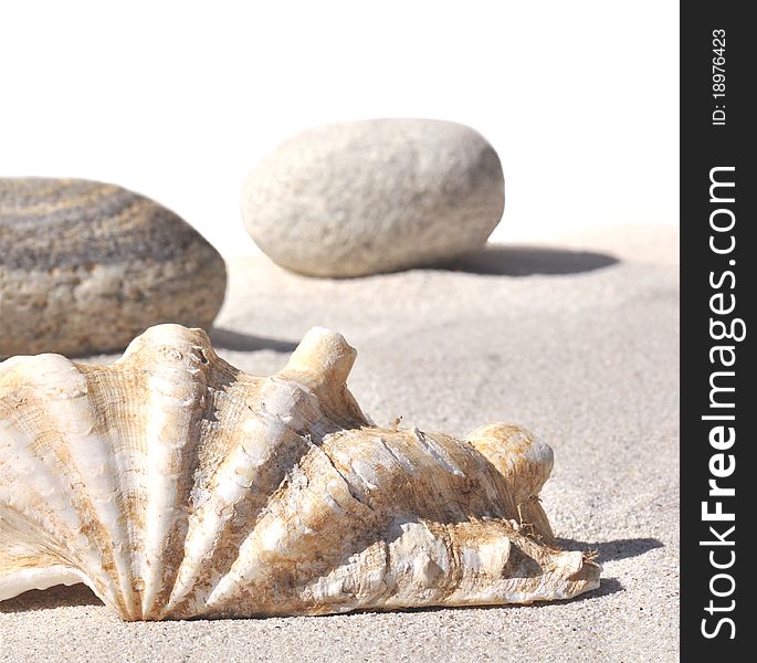 Seashell in the foreground on the sand and pebbles on white background. Seashell in the foreground on the sand and pebbles on white background