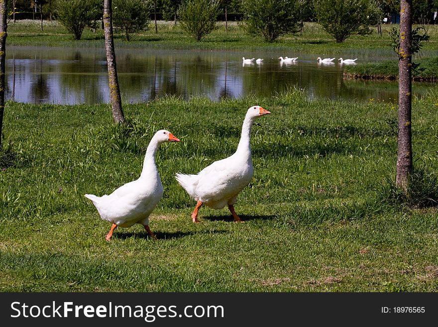 Pair of ducks walking together