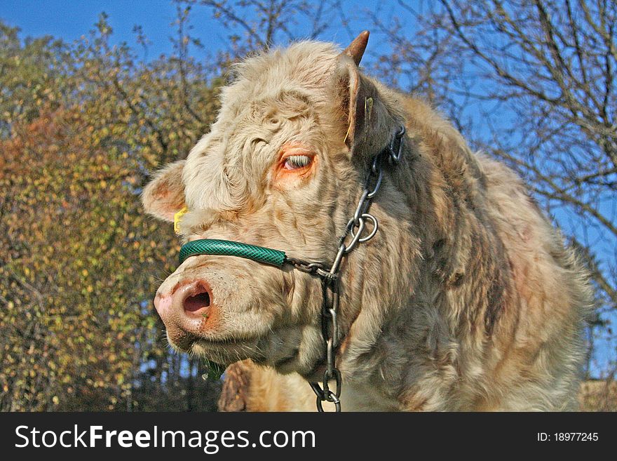 Head of a farm cattle, poland. Head of a farm cattle, poland