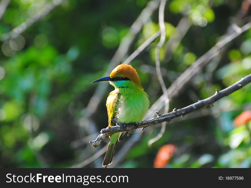 Sri Lankan Green Bee-Eater perched on a branch
