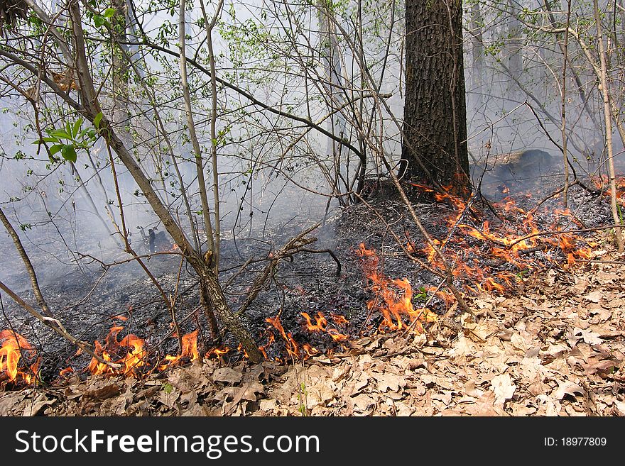 In the forest, after the drought, burning last year's dry foliage. In the forest, after the drought, burning last year's dry foliage