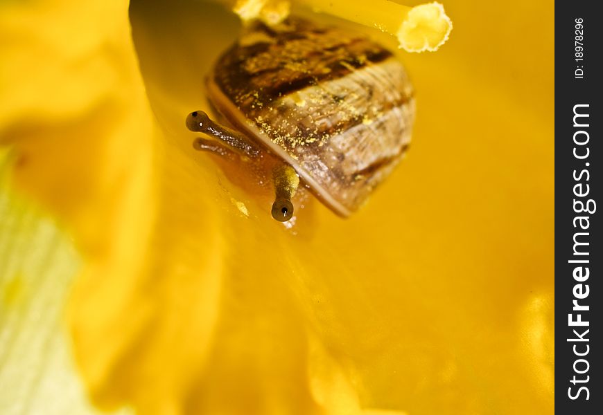 Beautiful little snail in yellow flower, macro, shy look with two eyes, cute and slow animal, squint look. Beautiful little snail in yellow flower, macro, shy look with two eyes, cute and slow animal, squint look