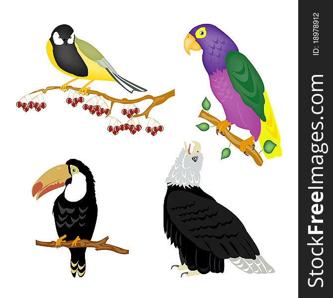 Illustration Of The Varied Birds